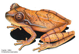 Image de Dendropsophus phlebodes (Stejneger 1906)