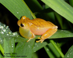 Image de Dendropsophus phlebodes (Stejneger 1906)