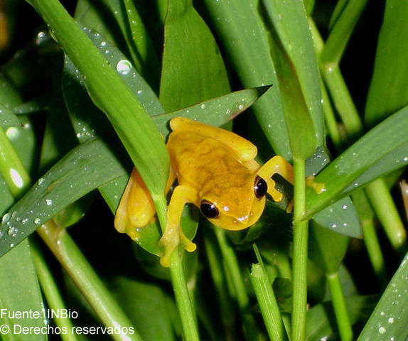 Imagem de Dendropsophus phlebodes (Stejneger 1906)