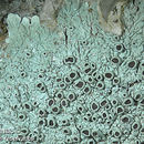 Image of dirinaria lichen