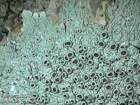 Image of dirinaria lichen