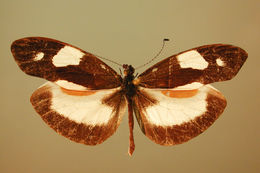 Image of <i>Dismorphia zathoe pallidula</i> Butler