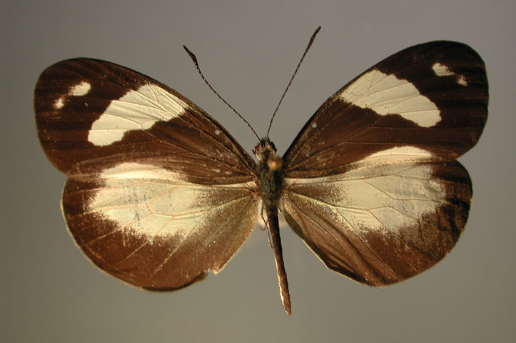 Image of <i>Dismorphia zathoe pallidula</i> Butler