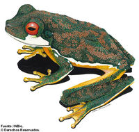Image of Mountain Brook Frogs
