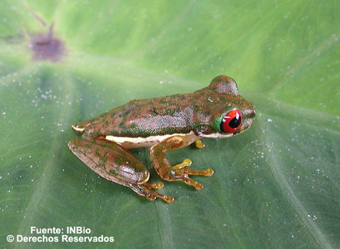 Image of Brook frog