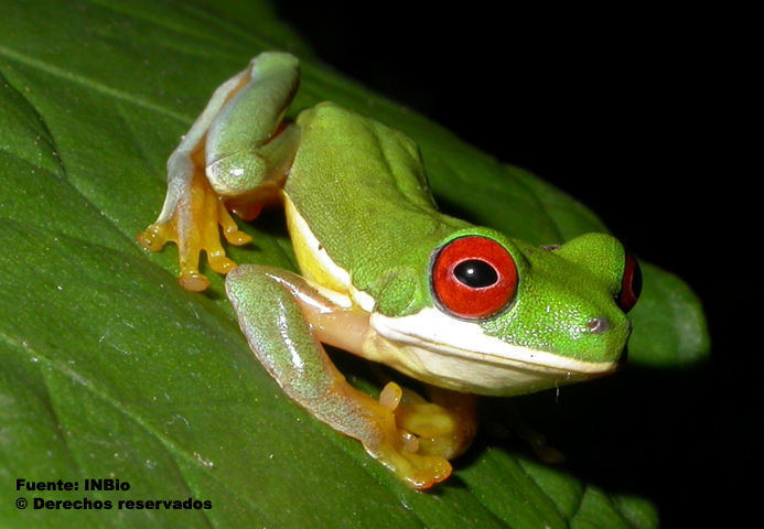 Imagem de Duellmanohyla rufioculis (Taylor 1952)