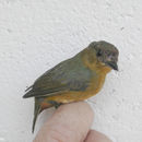 Image of Olive-backed Euphonia