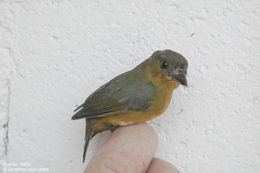 Image of Olive-backed Euphonia