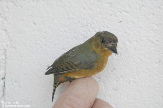 Image of Olive-backed Euphonia