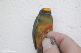 Image of Olive-backed Euphonia