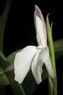 Image of Roscoea schneideriana (Loes.) Cowley