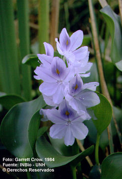 Imagem de Eichhornia crassipes (Mart.) Solms