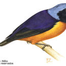 Image of Blue-rumped Euphonia