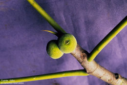 Image of Ficus nymphaeifolia Mill.