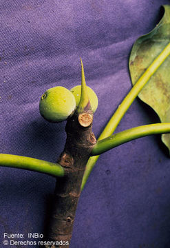 Image of Ficus nymphaeifolia Mill.