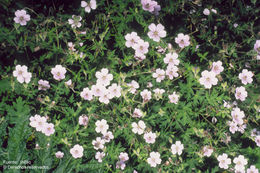 Image of <i>Geranium guatemalense</i> R. Knuth