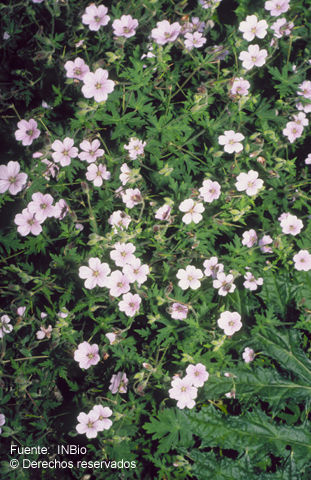 Image of <i>Geranium guatemalense</i> R. Knuth