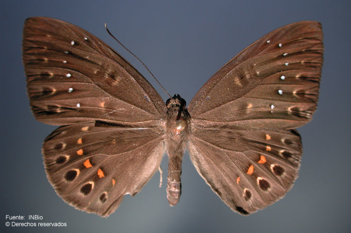 Image of <i>Eurybia <i>elvina</i></i> elvina Stichel 1910