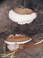 Image of Artist's fungus