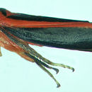 Image of Gillonella ampulla Nielson & Godoy 1995