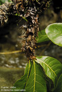 Слика од Ficus cahuitensis C. C. Berg