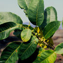 صورة Ficus citrifolia Mill.