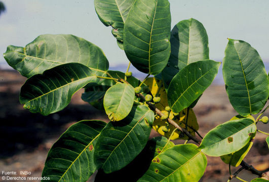 Image of wild banyantree