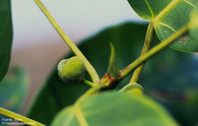 Image of wild banyantree