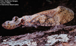 Image of Lantern Fly