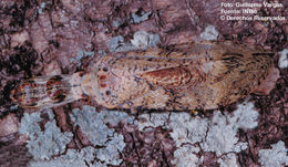 Image of Lantern Fly