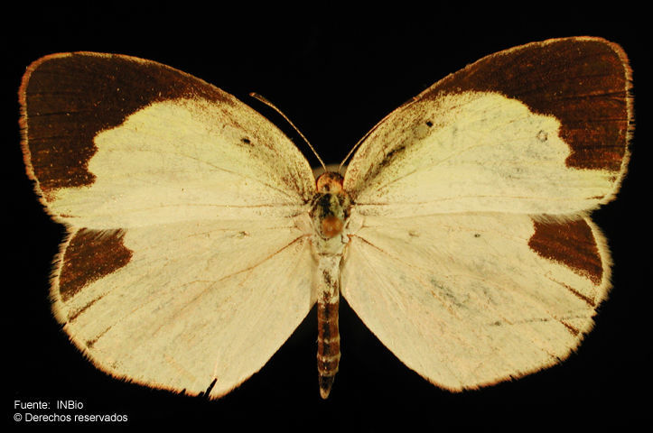 Image of <i>Eurema daira eugenia</i>