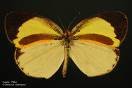 Image of <i>Eurema daira eugenia</i>