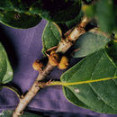 Image of Ficus costaricana (Liebm.) Miq.