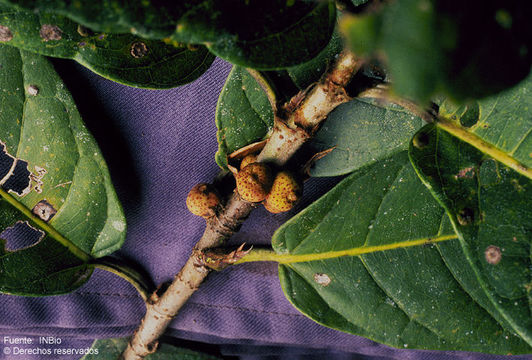 Image of Ficus costaricana (Liebm.) Miq.