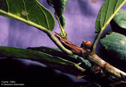 Image of Ficus costaricana (Liebm.) Miq.