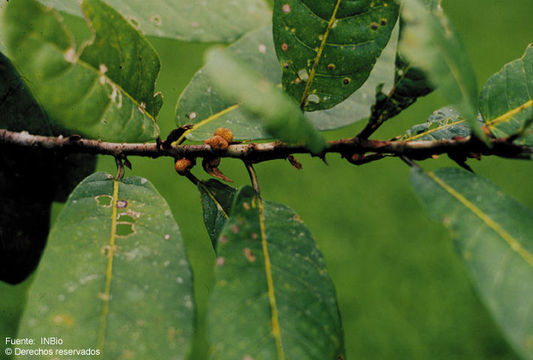 Ficus costaricana (Liebm.) Miq.的圖片