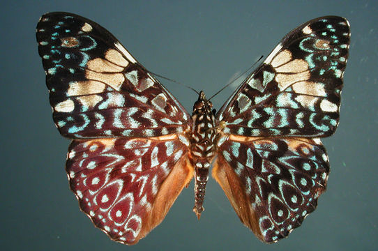 صورة Hamadryas amphinome Linnaeus 1767