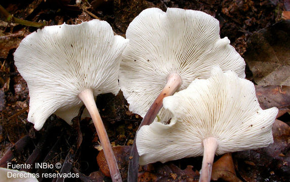 Image of Gymnopus omphalodes (Berk.) Halling & J. L. Mata 2004