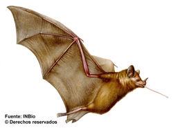 Image of Long-tongued Bats.