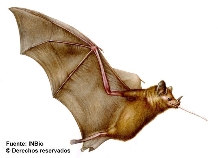Image of Long-tongued Bats.