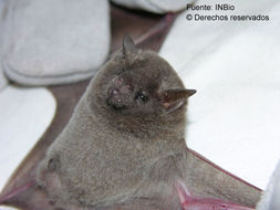 Image of Long-tongued Bats.