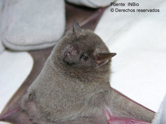 Image of Long-tongued Bats.