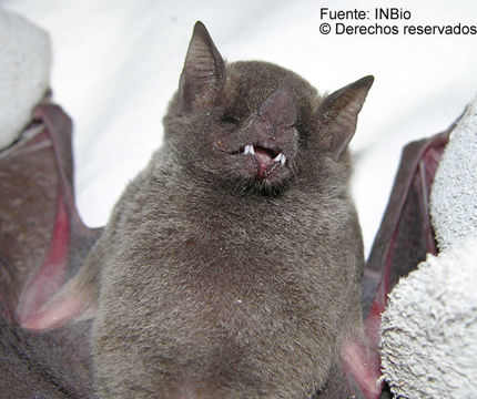 Image of Long-tongued Bats.