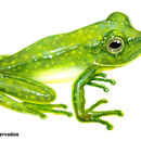 Image of Green-striped Glass Frog