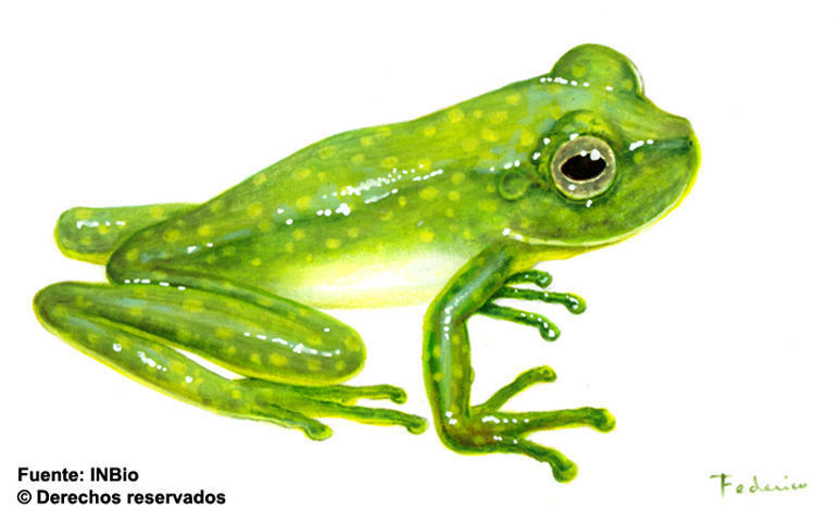 Image of Green-striped Glass Frog