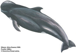 Image of pilot whale