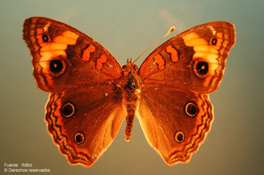 Image of Tropical Buckeye