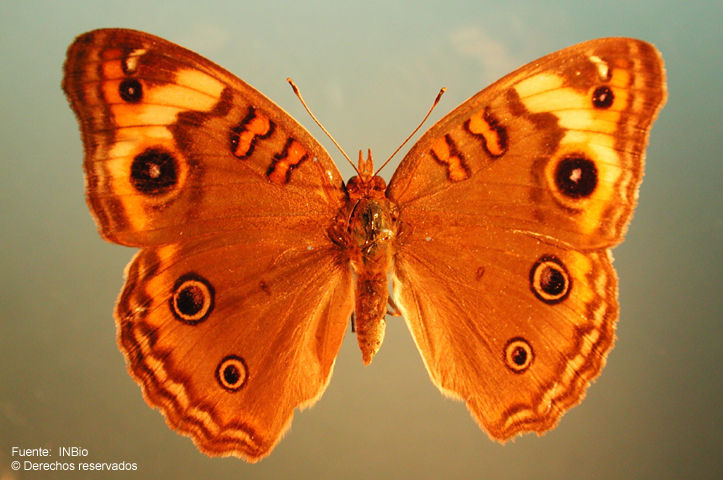 Image of Tropical Buckeye