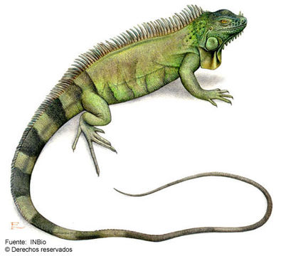 Image of Green iguana