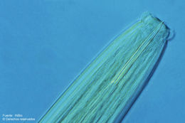 Imagem de <i>Inbionema biforme</i> Loof, P. A. A & Zullini & A. 2000